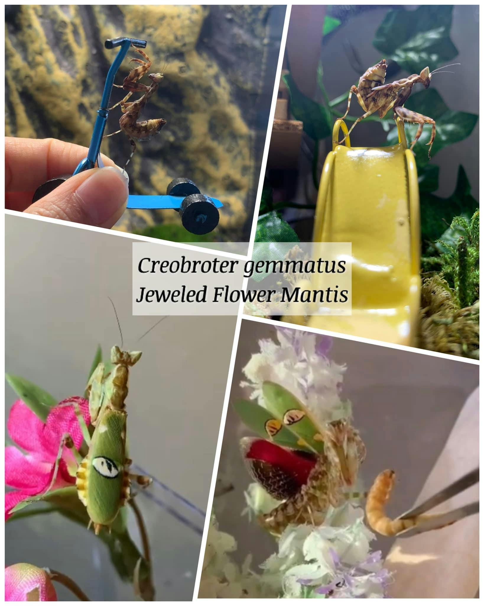Jeweled Flower Mantis - Creobroter gemmatus